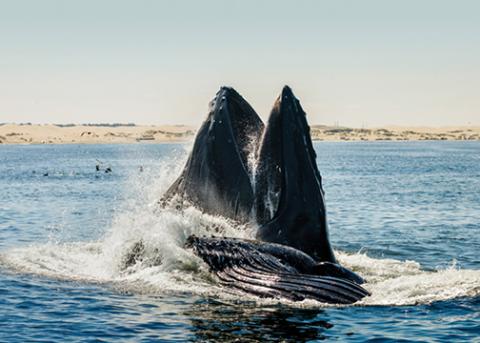 A humpback whale rises its head out of the water off the coast of Pismo Beach