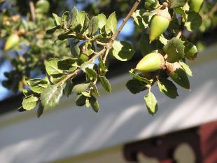 A close-up shot of a coast live oak tree. 