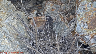 A rattlesnake lies coiled up behind some twigs and brush. The tan diamond pattern of the skin helps the snake blend with the ground.