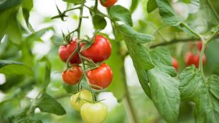 A cluster of multicolored cherry tomatoes hangs from a vine at the Cal Poly greenhouse