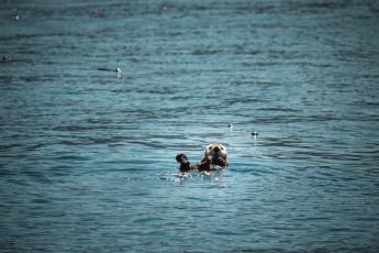 An otter floats in the ocean.