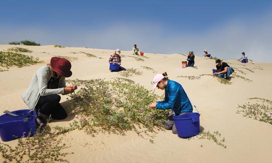 Students research at the Oceano Dunes