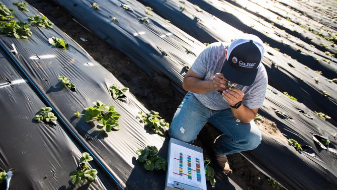 Student kneeling and studying a strawberry plant.