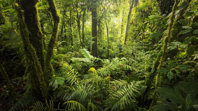 View of the jungle in Costa Rica