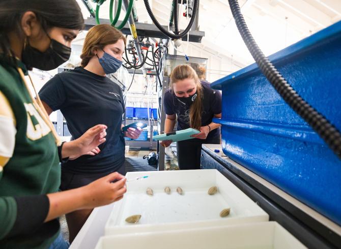 Three women wearing masks stand around white plastic tanks filled with water and Pismo clams.