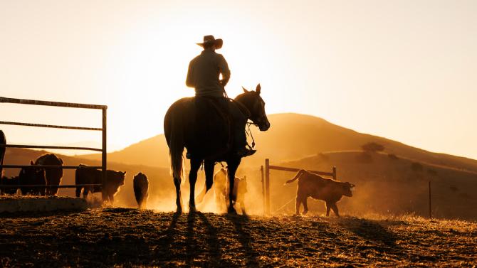 A silhouette of a student riding a horse near cattle