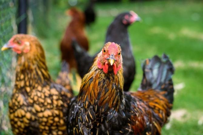 A stock image of a flock of chickens.